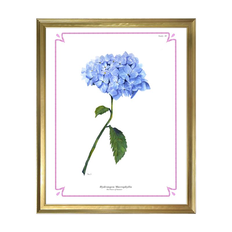 Botanical Hydrangea Study 01 Art Print