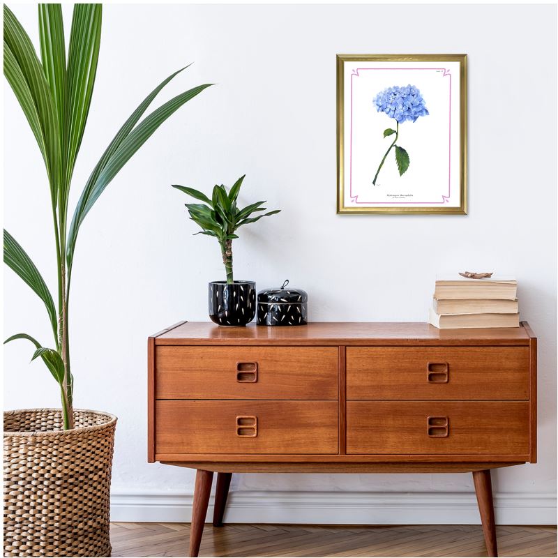 Botanical Hydrangea Study 01 Art Print
