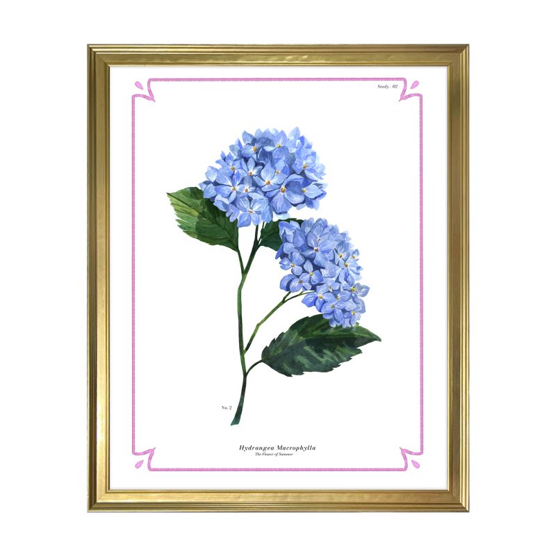 Botanical Hydrangea Study 02 12x15 in Gold Frame o