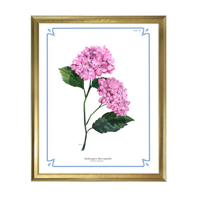 Botanical Hydrangea Study 02 Pink 12x15 in Gold Frame
