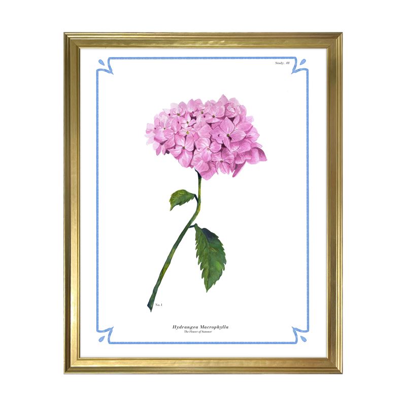 Botanical Hydrangea Study 01 Art Print