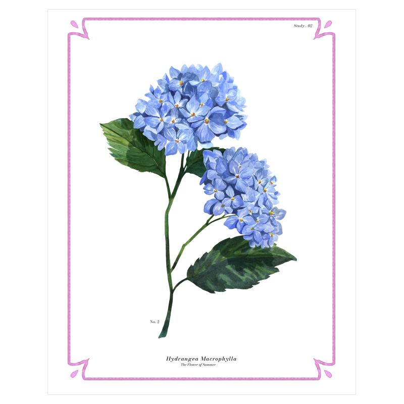 Botanical Hydrangea Fine Art Print