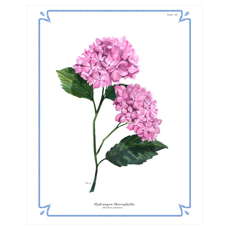 Botanical Hydrangea Fine Art Print