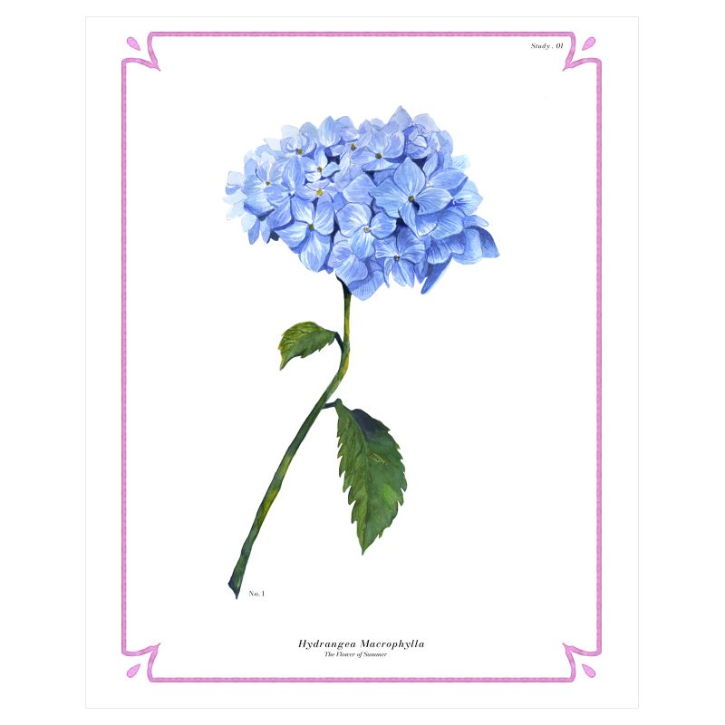 Botanical Hydrangea Fine Art Print