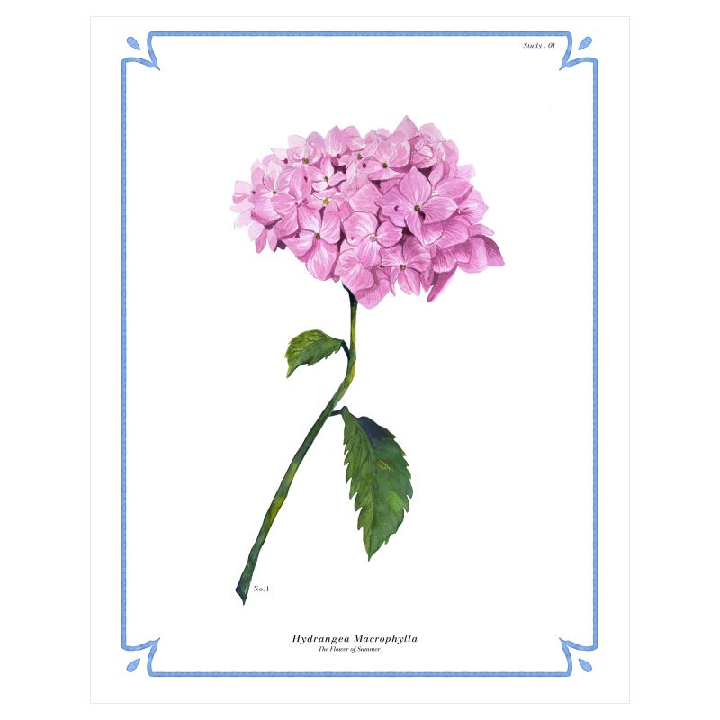 Botanical Hydrangea Fine Art Print