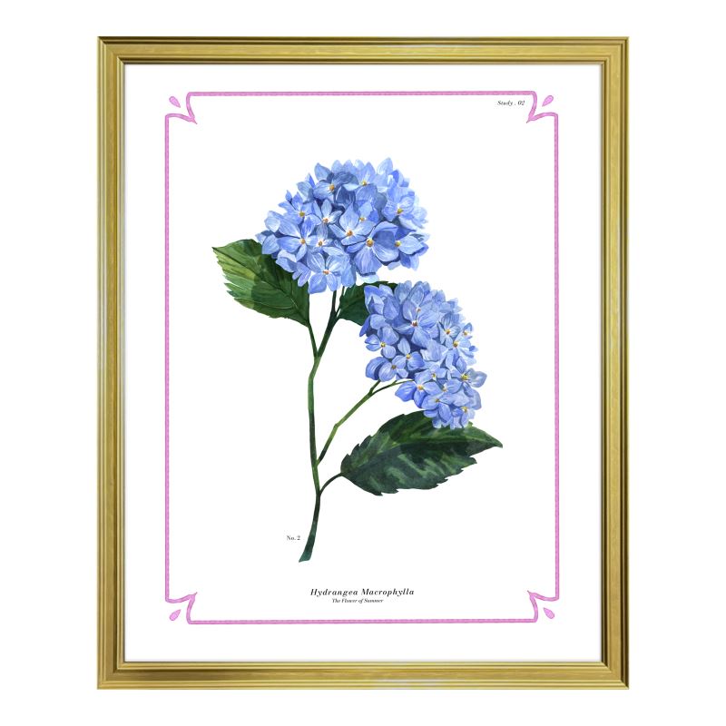 Botanical Hydrangea Study 02 16x20 in Gold Frame