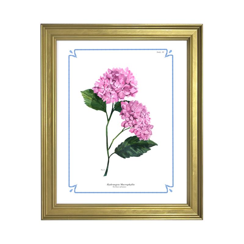 Botanical Hydrangea Study 02 Pink 8x10 in Gold Frame