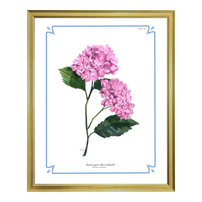 Botanical Hydrangea Study 02 Pink 16x20 in Gold Frame