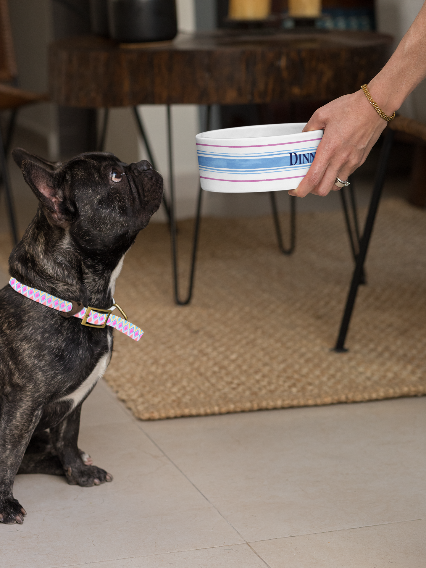 Frenchie pup getting Dinner bowl from woman hand
