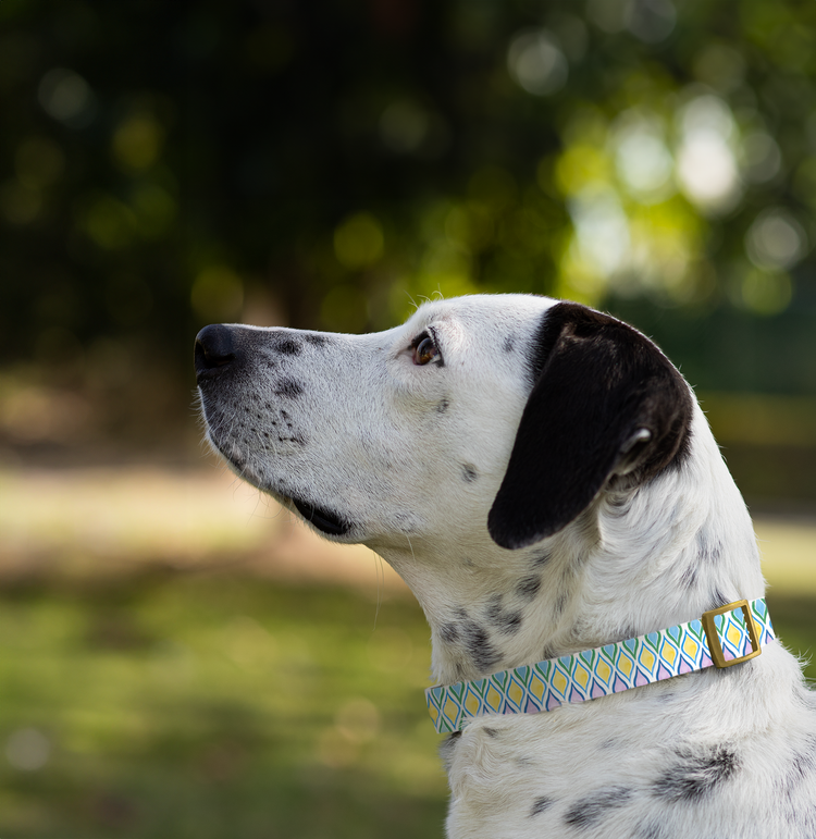 LEASH & COLLAR
