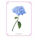 Botanical Hydrangea Fine Art Print